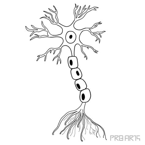 Nerve Cell Drawing - How to Draw a Multipolar Nerve Cell - PRB ARTS