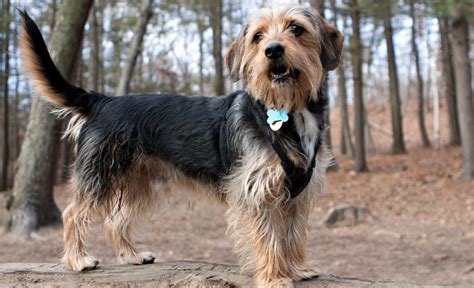 35 Yorkie Mixes: Magical Mutts Who'll Steal Your Heart!