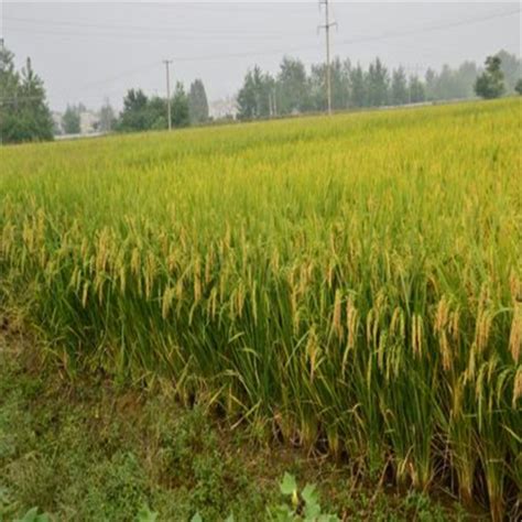 High yield hybrid rice seeds for cultivating,China price supplier - 21food