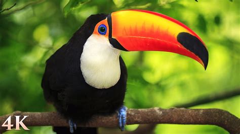 11 HOURS of Rainforest Birds in 4K – Colorful Breathtaking Birds with ...