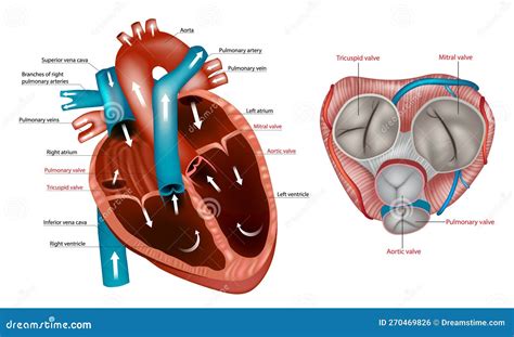 Structure Of The Heart Valves Anatomy. Mitral Valve, Pulmonary Valve ...