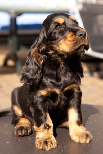 Pin by Sabine Van Reeuwijk on Puppies & Cutties | Cocker spaniel ...