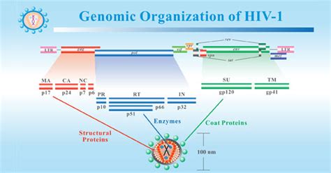 Human Immunodeficiency Virus (HIV) Overview- CUSABIO