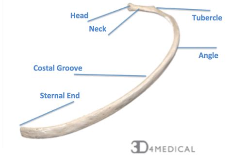 Head And Neck Of Ribs