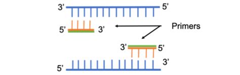 Addgene: Protocol - How to Design Primers