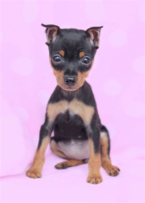 Miniature Pinscher Info, Temperament, Puppies, Pictures