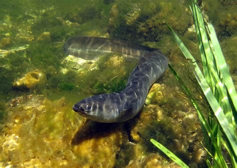 Eels Consume Their Own Bones to Survive Migration | Live Science