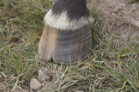 Hoof Cracks: 3 Reasons your horse has them and how to get rid of them ...