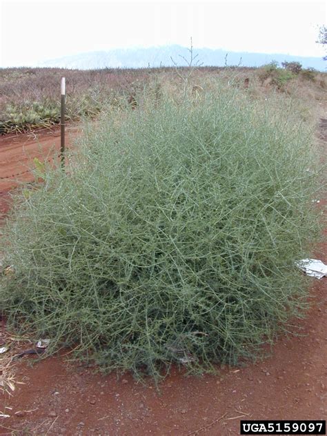 Russian thistle (Salsola tragus)