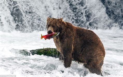 Photographer Tim Plowden spends month capturing Alaska's wildlife and ...