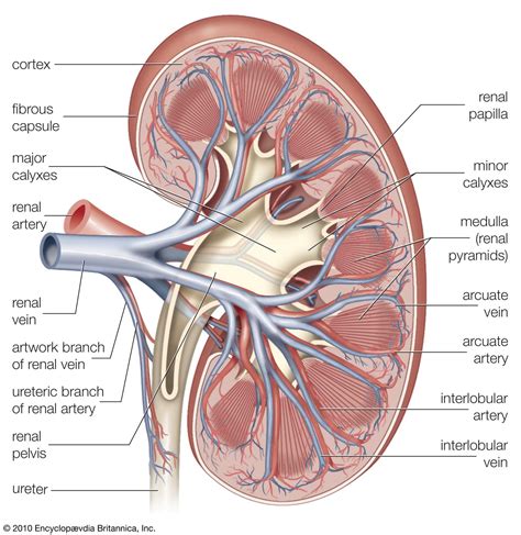 Calyx | anatomy | Britannica