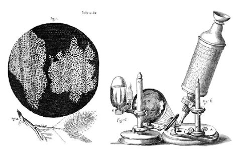 Robert Hooke Cell Diagram