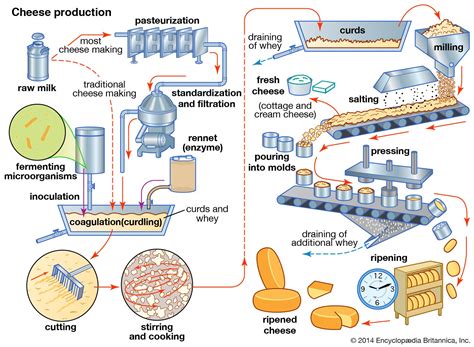 Dairy product - Cheese Varieties, Nutrition, Production | Britannica