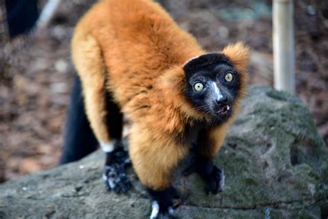 Red Ruffed Lemur | The Maryland Zoo