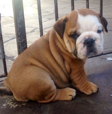 Cute Bulldog Puppies Photos ~ Cute Puppies Pictures, Puppy Photos