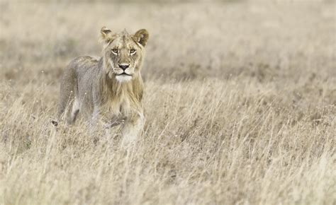 Trip Report: Tanzania Photo Safari, March 2019 — Kevin Pepper Photography