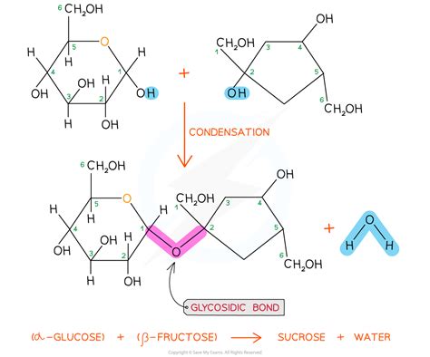 AQA A Level Biology复习笔记1.1.5 The Glycosidic Bond-翰林国际教育