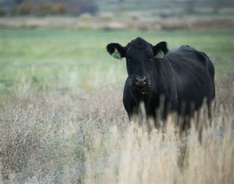 Prime Rib – Snake River Farms