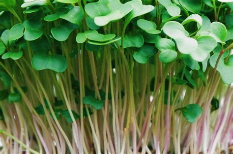 Kale Red Microgreen Seeds | Buy in Bulk | Heirloom