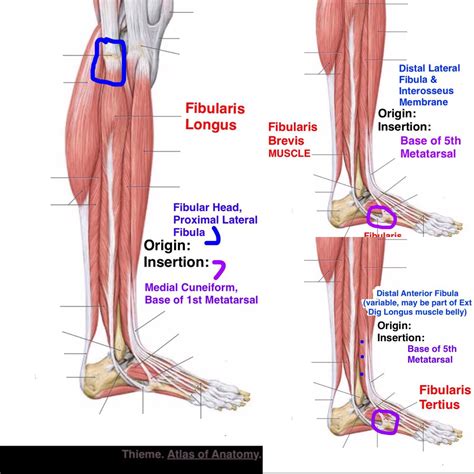 SnapSPT 👻 on Twitter: "#Fibularis Anatomy reviewed: ⬅️Longus: PF ...