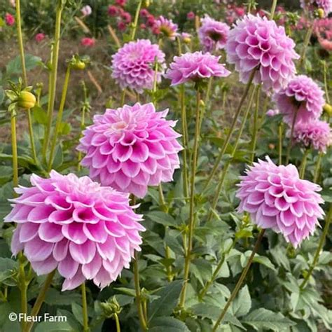 Dahlia Bonanza | warm copper blooms | FLEUR FARM Vermont