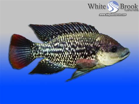 Live Tilapia For Sale :: Mozambique Tilapia Fingerlings