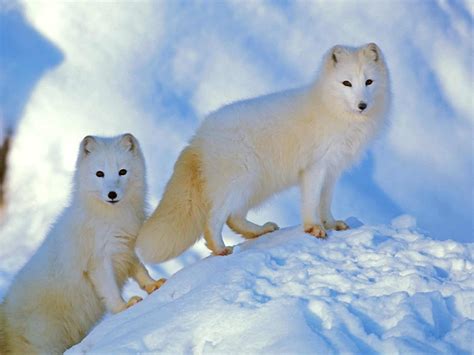 Arctic Fox - A-Z Animals