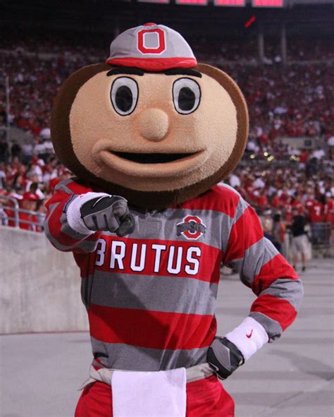 Brutus Buckeye Photos