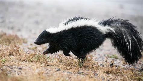 Striped Skunk - The Animal Facts - Appearance, Diet, Habitat, Behavior