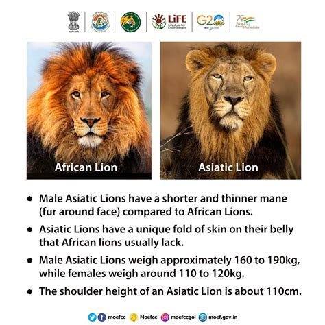 Asiatic Lion And African Lion Differences