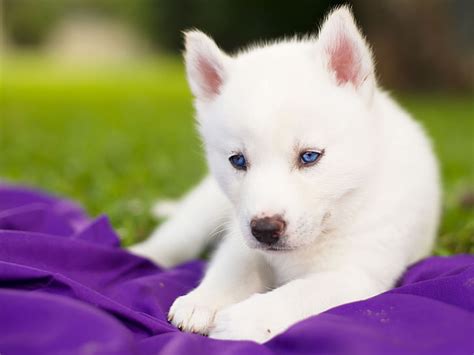 Husky Puppies Wallpaper With Blue Eyes