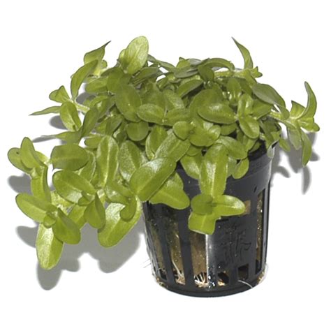 Bacopa Caroliniana Online UK & Ireland | Flowering Aquarium Plant