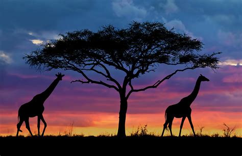 Serengeti Sunset Photograph by Stu Porter