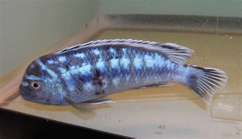 Melanochromis cyaneorhabdos 'Electric Blue Johanni' - Goliad Farms