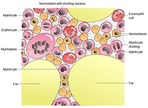 Erythropoiesis: Formation of Red Blood Cells