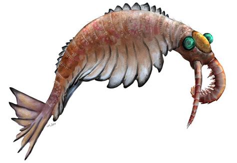 Anomalocaris First Apex Predator