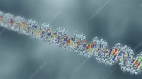 DNA replication, animation - Stock Video Clip - K003/9230 - Science ...