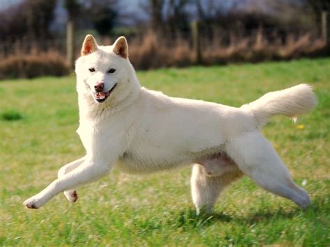 Korean Jindo Info, Temperament, Care, Training, Puppies, Pictures