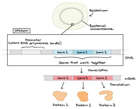 What Is the End Product of Gene Expression