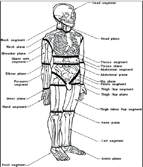 Figure 3 from Center of mass of human's body segments | Semantic Scholar