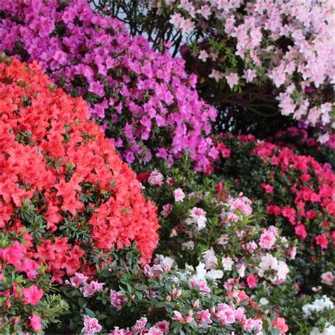 Rainbow Azalea japonica Collection - Evergreen Japanese Azaleas - Pack ...