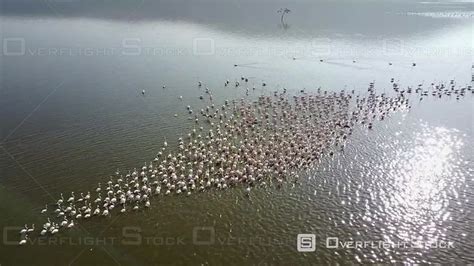 OverflightStock™ | Aerial View of Lake Nakuru and Pink Flamingos ...