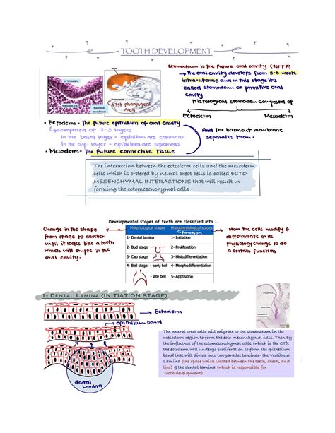 SOLUTION: Histology tooth development - Studypool