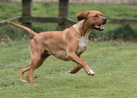 11 Portuguese Dog Breeds (with Pictures) | Hepper