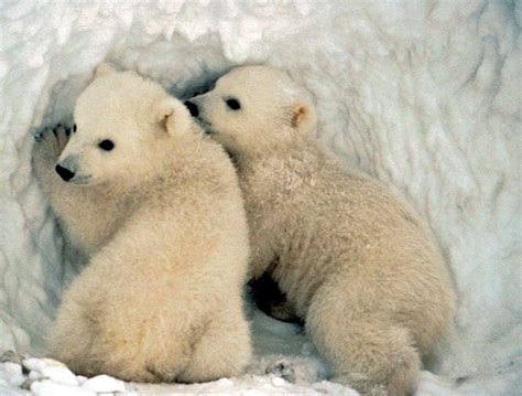 Baby Polar Bear Wallpapers