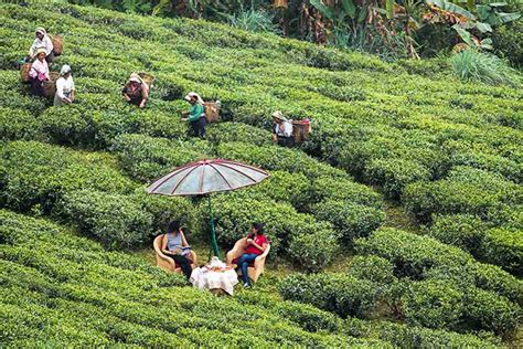 Top Darjeeling Tea Garden Resort - Ging Tea House