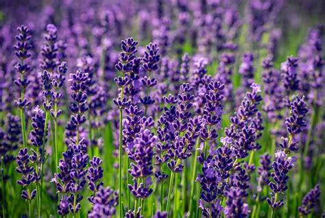 Different Types of Lavender To Grow In Your Garden | Lawn.com.au