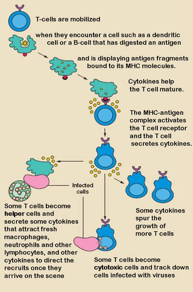 T Lymphocytes Diagram