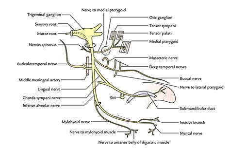 Mandibular Nerve – Earth's Lab