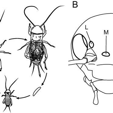 Life cycle and visual organs of the two-spotted cricket G. bimaculatus ...